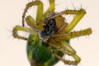 Une femelle en chasse. (Araneae - Araneidae - Araniella sp.)